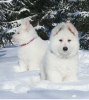 Photo №3. White swiss shepherd puppies for sale. Kazakhstan