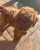 Additional photos: Gorgeous Miniature Goldendoodle Puppy - Girl 