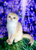 Photo №4. I will sell scottish fold in the city of Kiev.  - price - 1061$