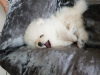Photo №2 to announcement № 79662 for the sale of pomeranian - buy in Germany private announcement