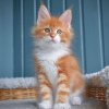 Photo №1. maine coon - for sale in the city of Warsaw | 264$ | Announcement № 120908