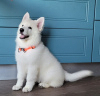 Photo №1. berger blanc suisse - for sale in the city of Sibiu | Is free | Announcement № 79381