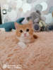 Photo №4. I will sell british shorthair in the city of Lyubertsy. from nursery - price - 483$