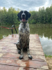 Photo №2 to announcement № 64198 for the sale of german wirehaired pointer - buy in Russian Federation private announcement