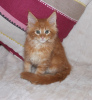 Photo №1. maine coon - for sale in the city of Амстердам | 475$ | Announcement № 75833