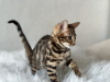 Photo №4. I will sell bengal cat in the city of Boston. private announcement, from nursery, breeder - price - negotiated