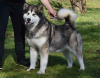 Photo №3. Alaskan Malamute puppies. Serbia