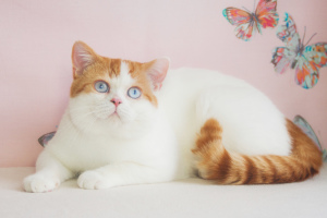 Photo №1. british shorthair - for sale in the city of Kharkov | 2217$ | Announcement № 4909