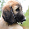Photo №4. I will sell afghan hound in the city of St. Petersburg. private announcement - price - negotiated