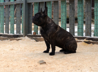 Photo №4. I will sell french bulldog in the city of Moscow. from nursery - price - Negotiated