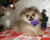 Photo №1. pomeranian - for sale in the city of Kharkov | 400$ | Announcement № 8198