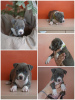 Photo №4. I will sell american staffordshire terrier in the city of Москва. breeder - price - negotiated