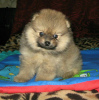 Additional photos: Pomeranian Spitz, sable puppies!