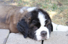 Additional photos: St. Bernard show class puppies