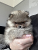 Photo №2 to announcement № 119994 for the sale of pomeranian - buy in Germany private announcement