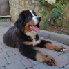 Photo №1. bernese mountain dog - for sale in the city of Trieste | 1352$ | Announcement № 20675