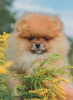 Photo №1. pomeranian - for sale in the city of Vitebsk | negotiated | Announcement № 63493