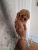 Photo №1. poodle (toy) - for sale in the city of Нови Сад | 634$ | Announcement № 103361