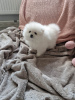 Photo №4. I will sell pomeranian in the city of Dusseldorf. private announcement - price - 280$