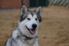 Photo №1. alaskan malamute - for sale in the city of Москва | Is free | Announcement № 121181