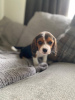 Photo №2 to announcement № 8169 for the sale of beagle - buy in Germany from nursery