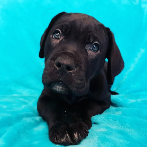 Additional photos: Puppies of Cane Corso breed are offered for sale.