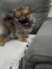 Photo №4. I will sell pomeranian in the city of Ašanja. breeder - price - 528$