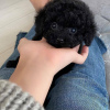 Photo №3. Teacup poodle Puppies For Adoption Business WhatsApp 37256062792. Finland