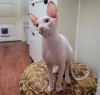 Photo №1. sphynx-katze - for sale in the city of Greensboro | 250$ | Announcement № 89623