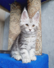 Photo №1. maine coon - for sale in the city of Paris | negotiated | Announcement № 84174
