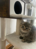 Photo №2 to announcement № 66726 for the sale of british shorthair - buy in Germany private announcement