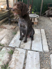 Photo №2 to announcement № 7635 for the sale of german wirehaired pointer - buy in Russian Federation breeder