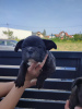 Additional photos: french bulldog puppies for sale