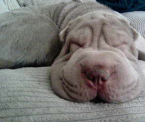 Photo №2 to announcement № 2210 for the sale of shar pei - buy in Russian Federation from nursery, breeder