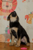 Photo №4. I will sell german shepherd in the city of Москва. private announcement - price - Is free