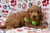 Photo №3. Beautiful Cavapoo Puppies For free adoption. Germany