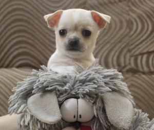 Photo №2 to announcement № 5754 for the sale of chihuahua - buy in Russian Federation breeder