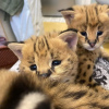 Photo №4. I will sell savannah cat in the city of Bern. private announcement, from nursery, from the shelter - price - 1585$