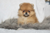 Photo №1. pomeranian - for sale in the city of Pilsen | Is free | Announcement № 120801