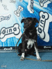 Photo №1. non-pedigree dogs - for sale in the city of St. Petersburg | Is free | Announcement № 41530
