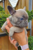 Photo №2 to announcement № 120628 for the sale of french bulldog - buy in Finland private announcement, breeder