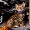 Photo №1. bengal cat - for sale in the city of Brussels | 211$ | Announcement № 123544