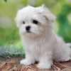 Photo №2 to announcement № 25291 for the sale of maltese dog - buy in Germany breeder