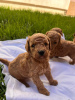 Photo №2 to announcement № 102483 for the sale of poodle (toy) - buy in Serbia 