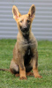 Photo №3. German Shepherd puppies. Serbia