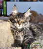 Photo №3. Maine Coon Boy Ready to Move. Russian Federation