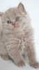 Photo №3. British longhair cat lilac babyboy - Father is World Champion. Czech Republic