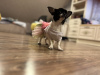 Photo №4. I will sell chihuahua in the city of Berlin. from nursery, breeder - price - 740$