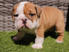 Photo №1. english bulldog - for sale in the city of Оденсе | Is free | Announcement № 84808