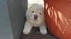 Additional photos: Beautiful Chow Chow puppies